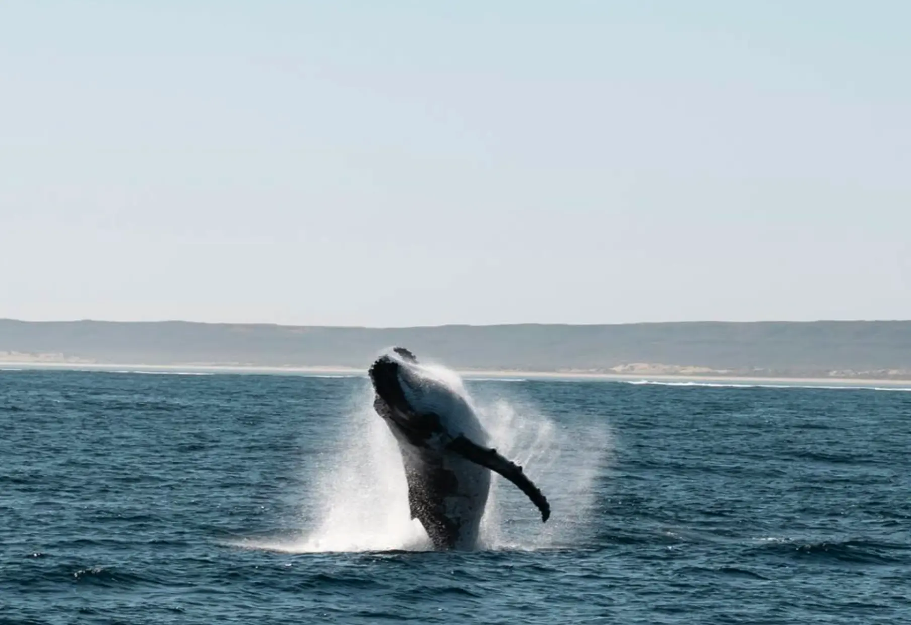 Humpback Whale