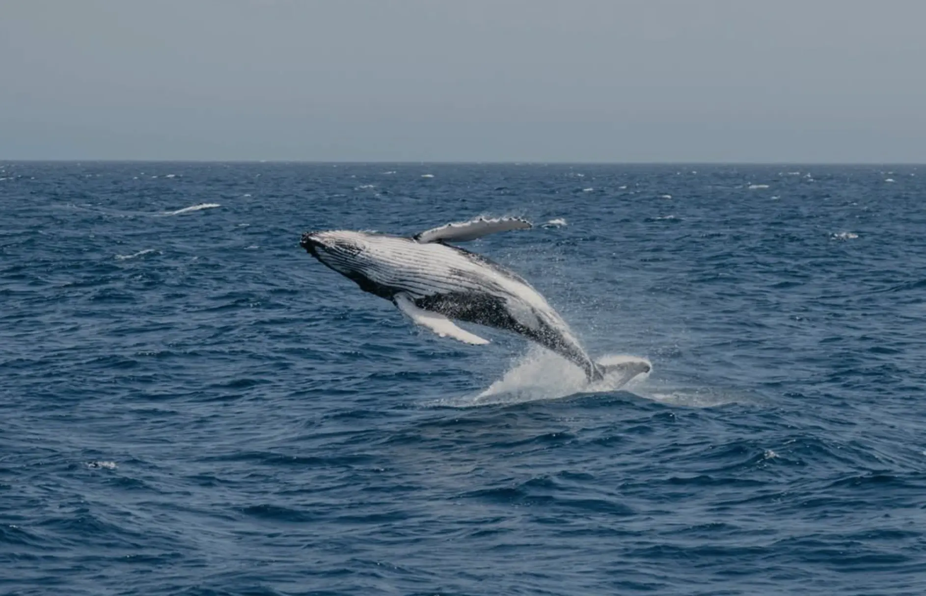 Ningaloo Reef