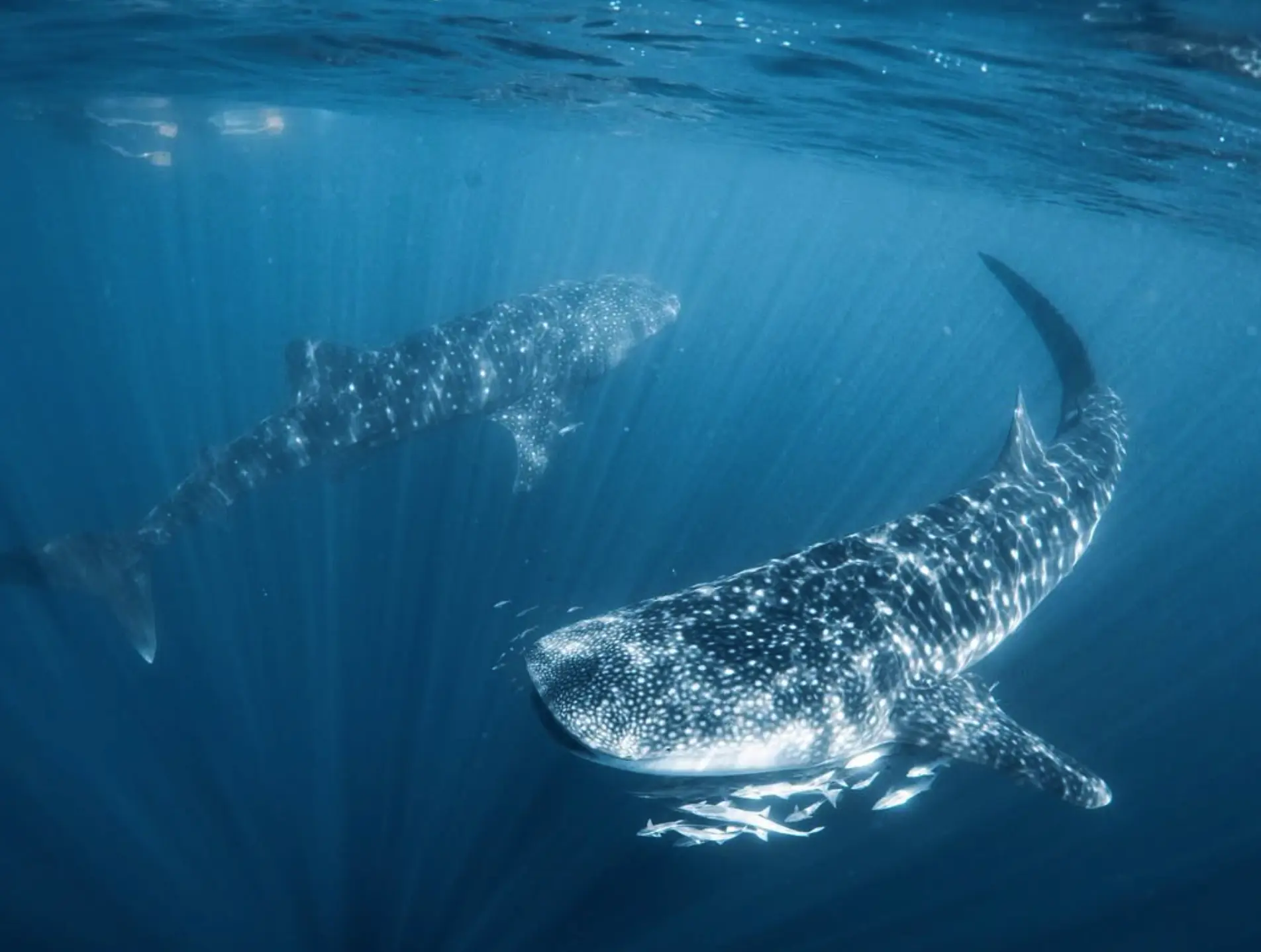 Whale Shark Tours