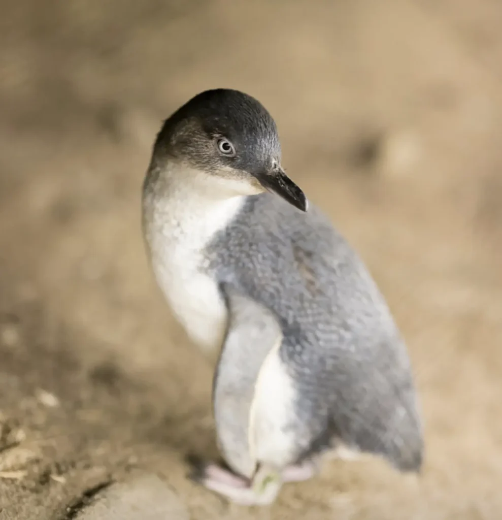 Penguin Parade